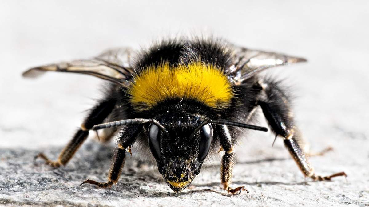 Shouldn't a bumblebee fly? - Bumblebee, Flight, Interesting, Longpost