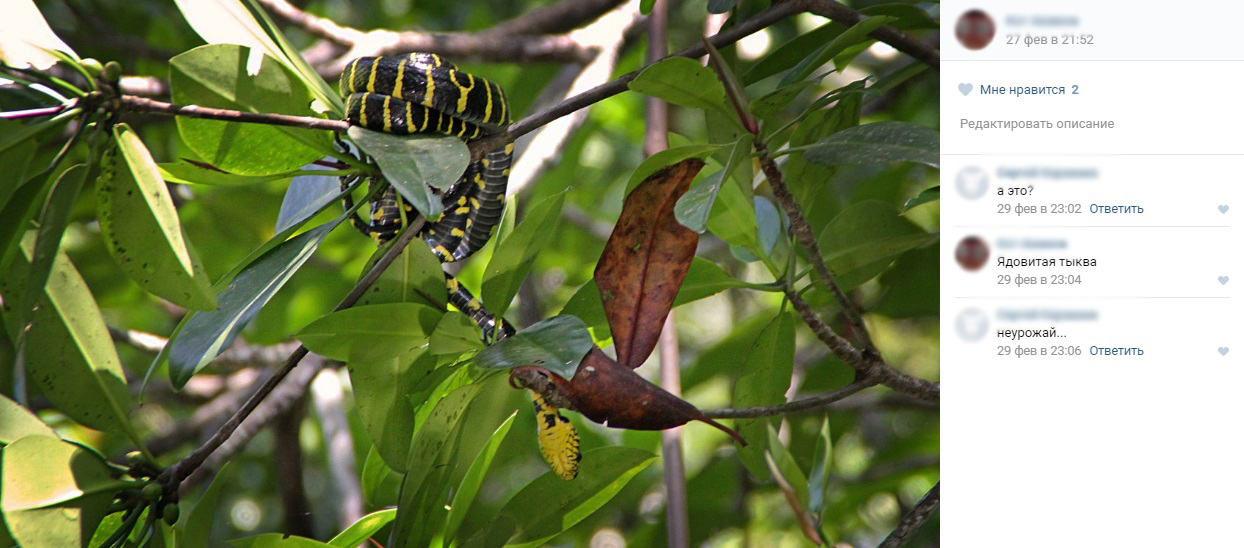 Crop failure - Comments, Pumpkin, Snake, Not funny