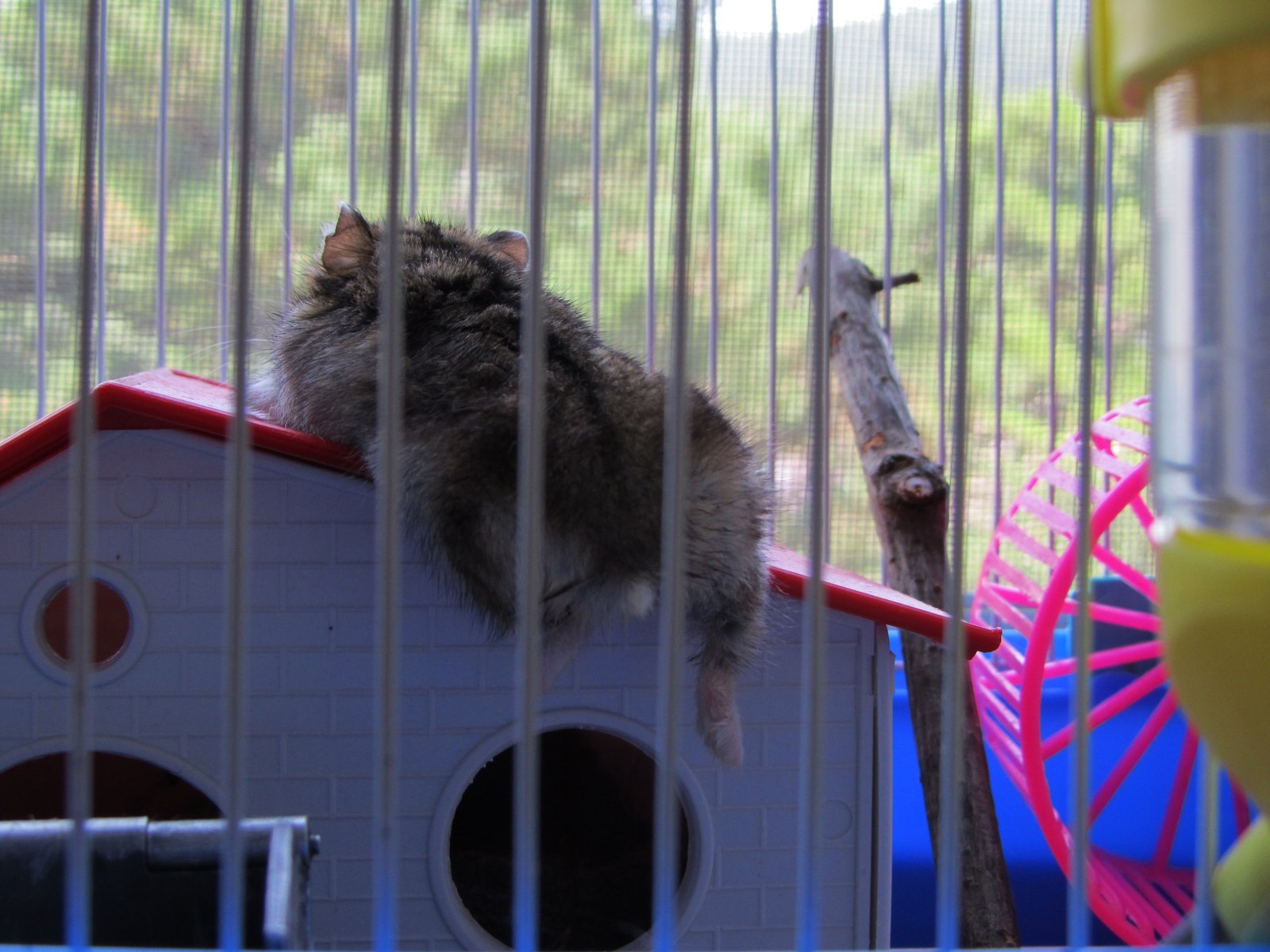 Dzhungarik is resting enjoying the views. - My, Animals, Milota, Crimea, Massandra