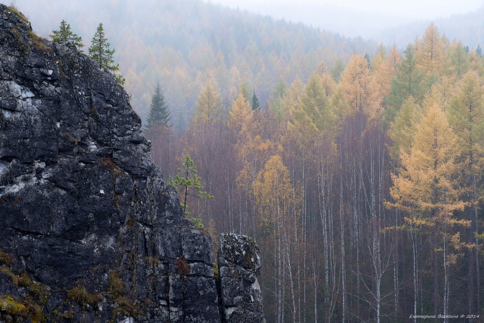 Леса Северного Урала