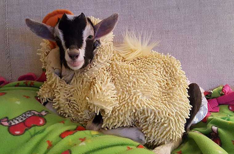 Nervous goat at American shelter calmed down with duck costume - Duck, Costume, Goat