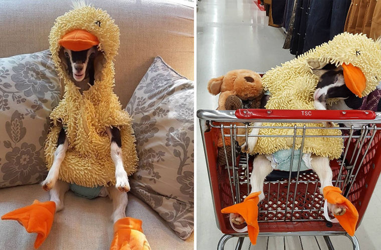 Nervous goat at American shelter calmed down with duck costume - Duck, Costume, Goat