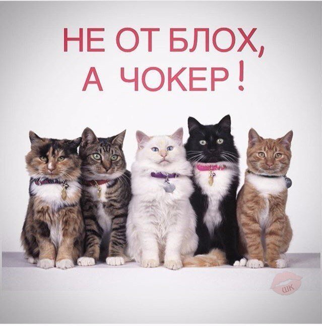 По моде =) - Кот, Мода, Что такое чокер??