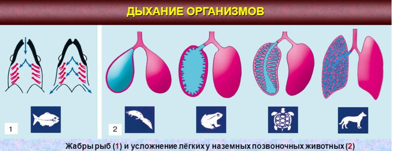 Рассмотрите изображенные на рисунках а и б дыхательные системы