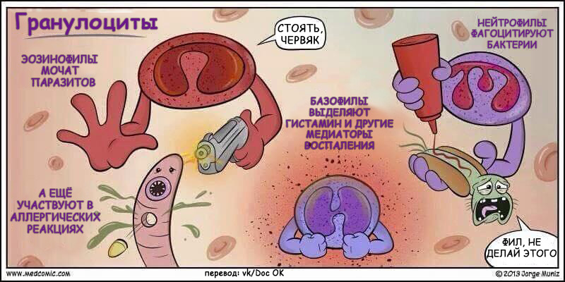 Гранулоциты - Медицина, Биология, Иммунитет, Комиксы, Юмор