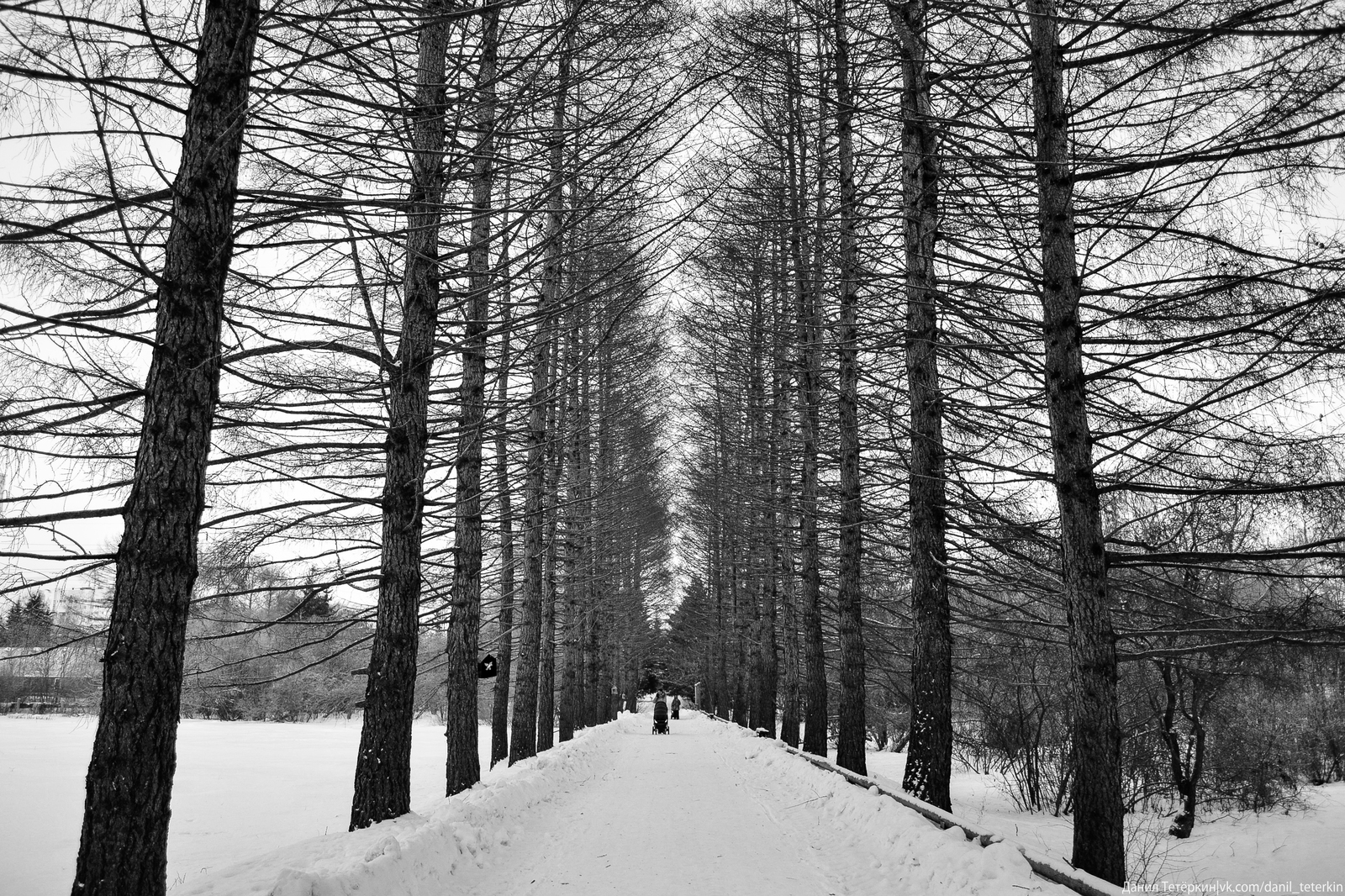 Botanical Garden - My, Yekaterinburg, Photo, Black and white