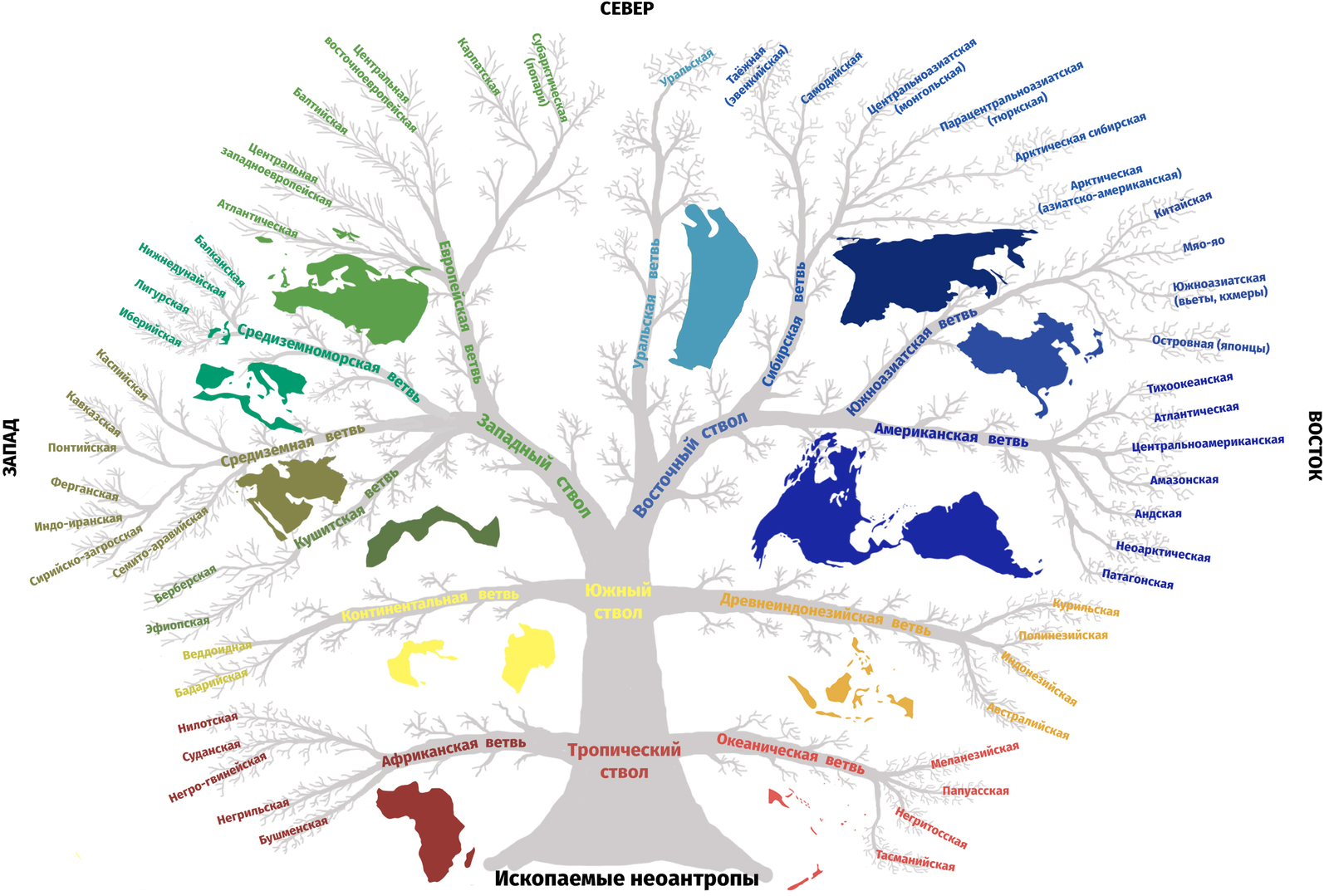 Anthropological types of man - Land, Humanity, Anthropology, Cards, Phenotype, Infographics, Longpost