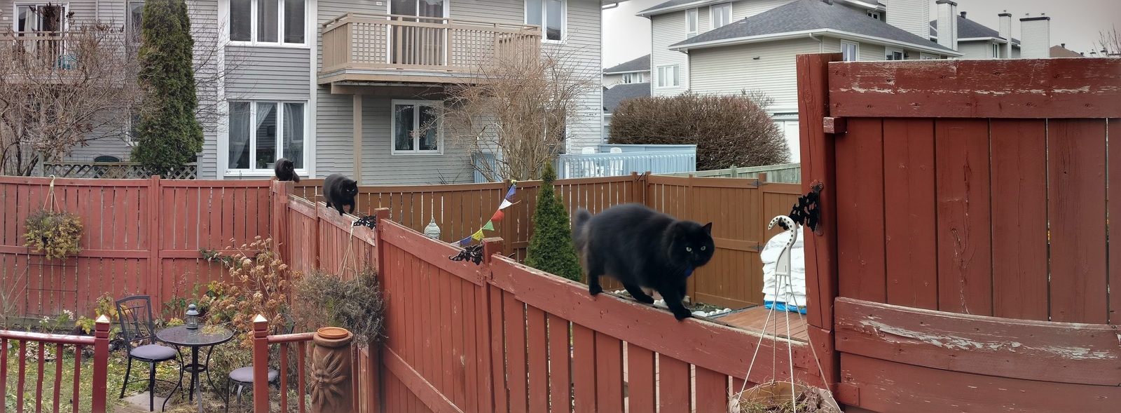 Matrix failure - cat, Fence