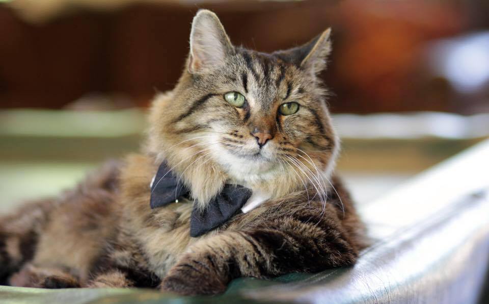 Пропал самый старый кот в мире | Пикабу
