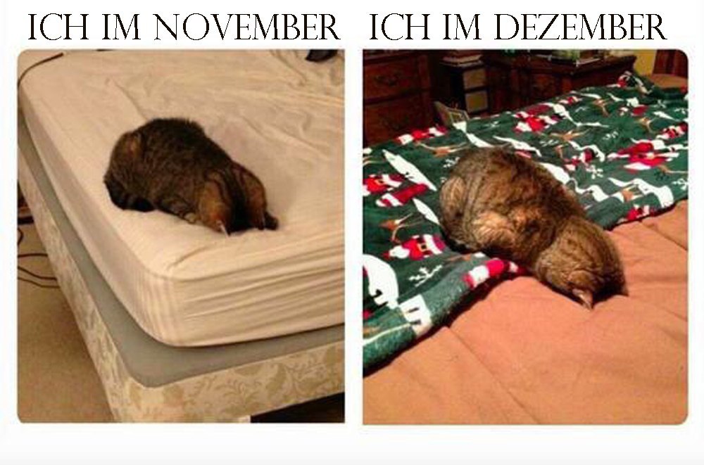Me in November... and Me in December - Photo, November, December, A blanket, cat