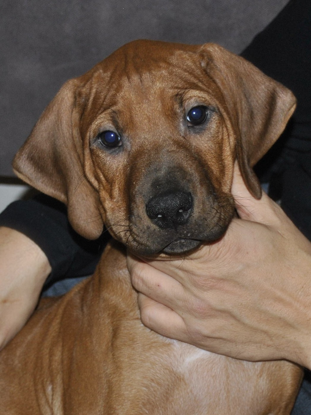 Maybe someone will like it? - My, Rhodesian Ridgeback, Dog, Puppies, 