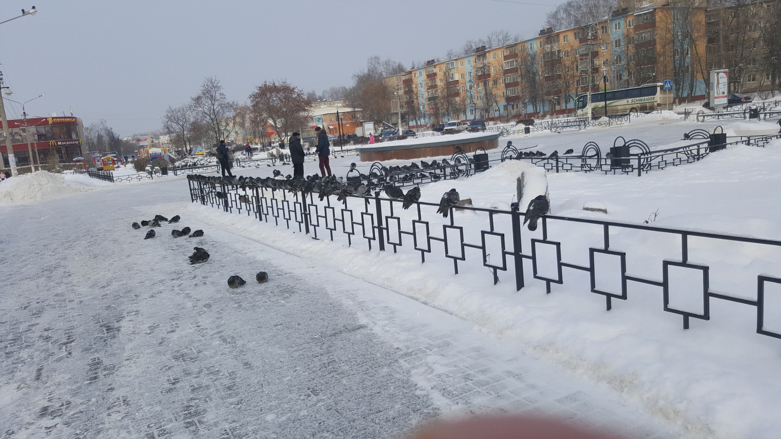 Winter and doves - My, Pigeon, Yegoryevsk, Text