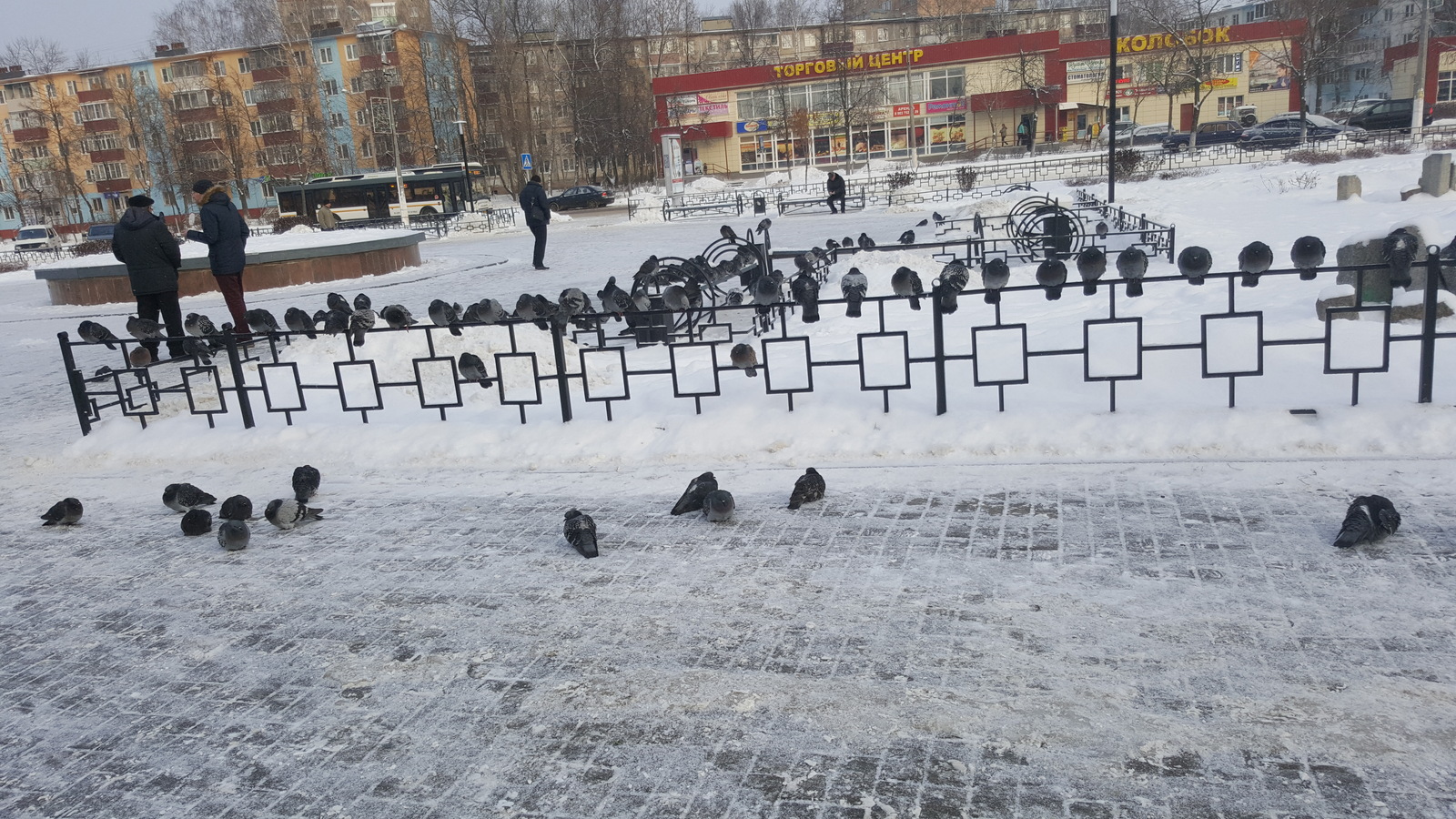 Winter and doves - My, Pigeon, Yegoryevsk, Text