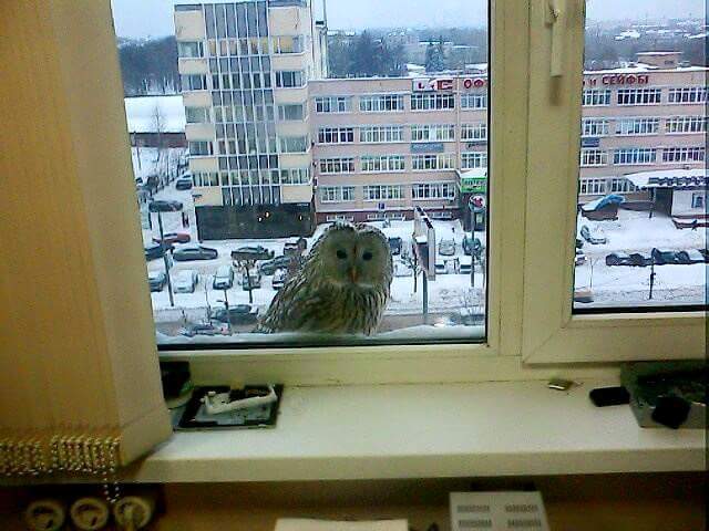 When you are waiting for a letter from Hogwarts at work. - Owl, Tver, Photo