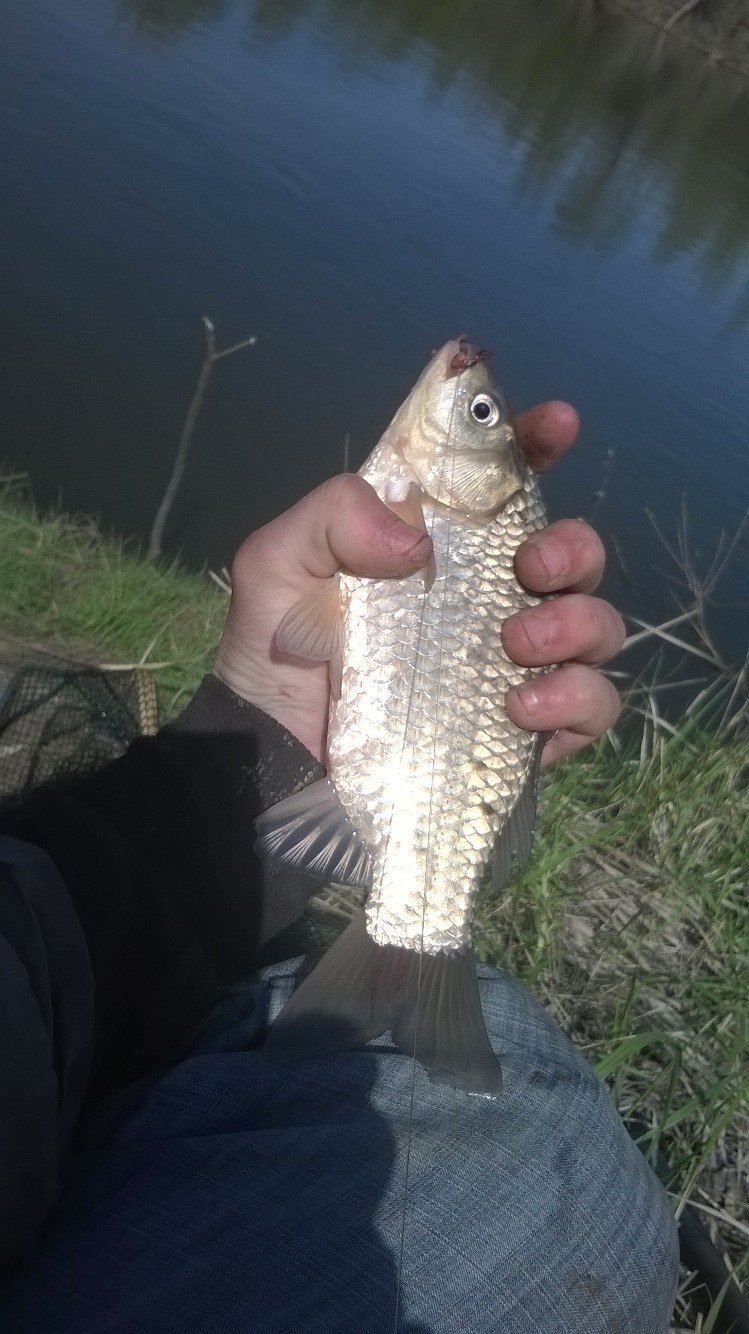 Fishing report Sunday outing - My, Report, Fishing, , Longpost, 