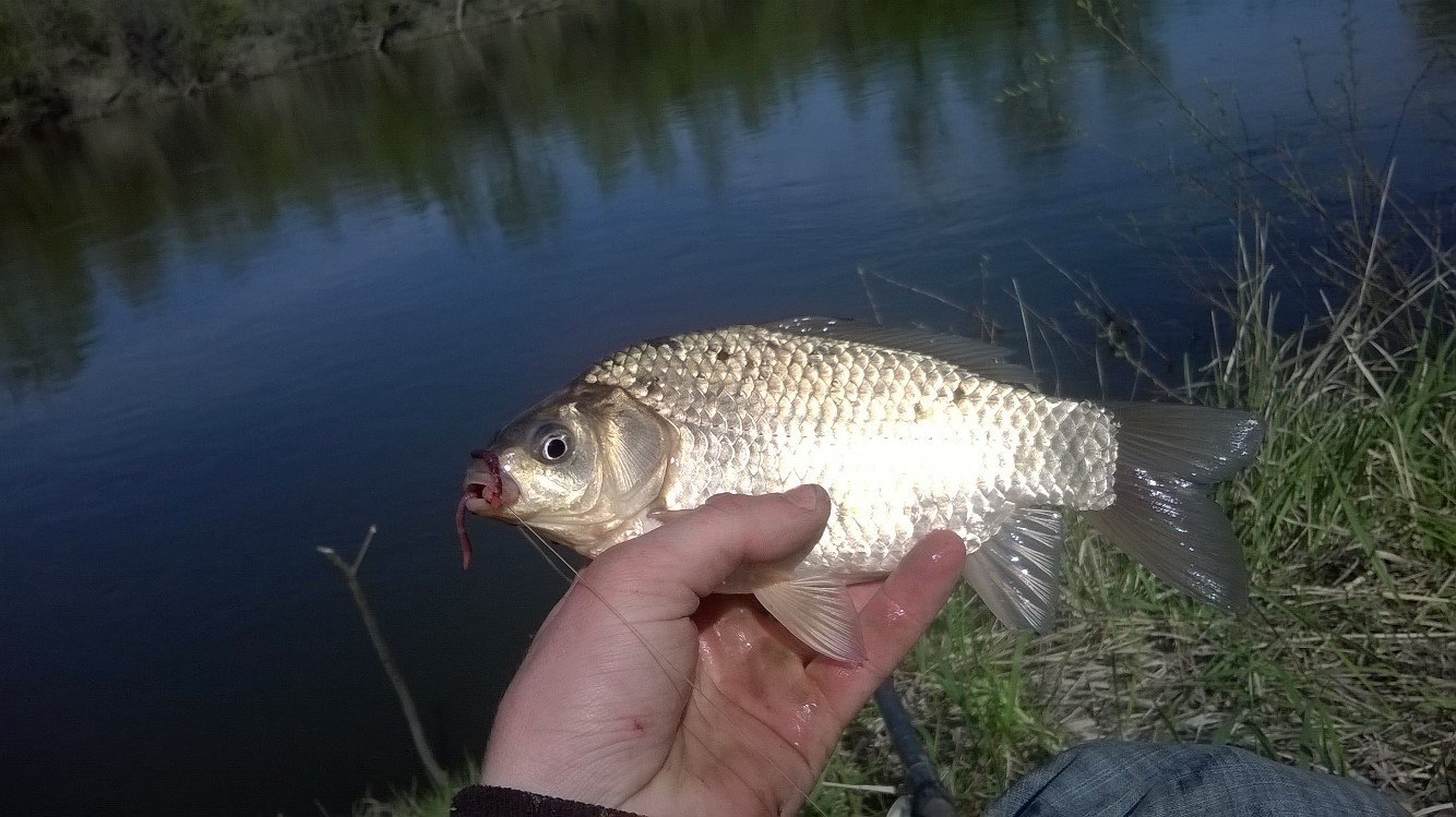 Fishing report Sunday outing - My, Report, Fishing, , Longpost, 