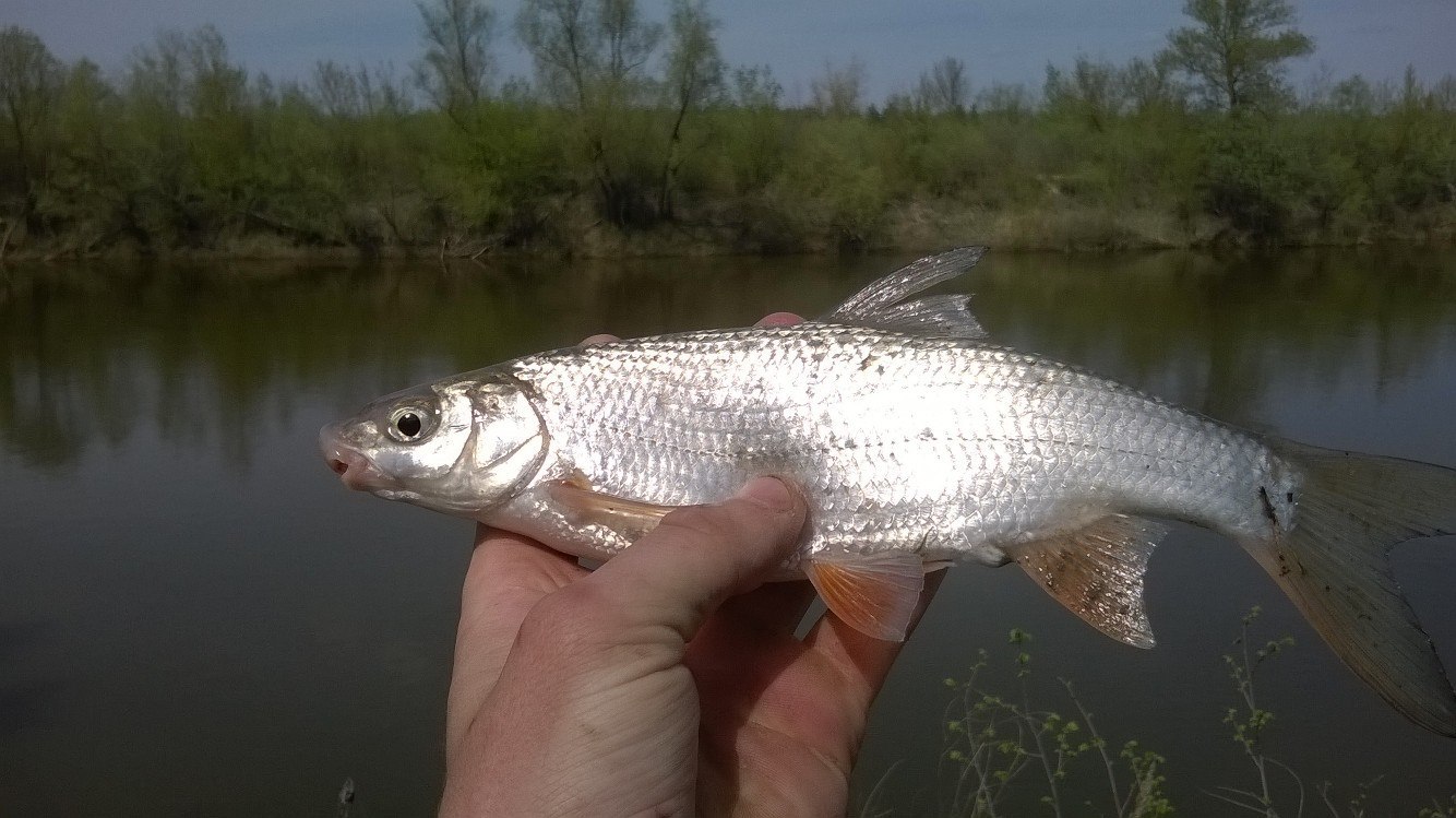 Fishing report Sunday outing - My, Report, Fishing, , Longpost, 