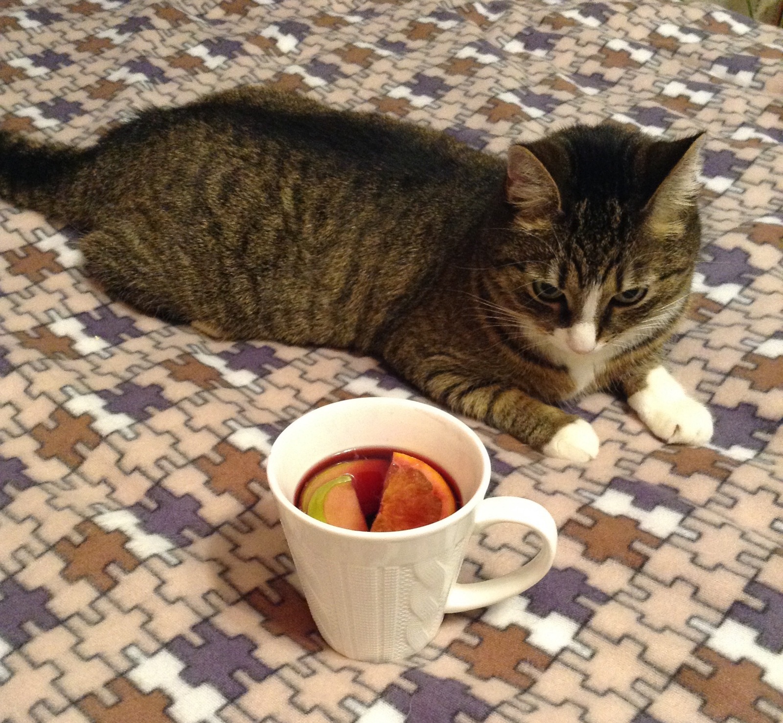 An evening of strong and independent part II :) - My, cat, Alcohol, Mulled wine, Evening, Photo