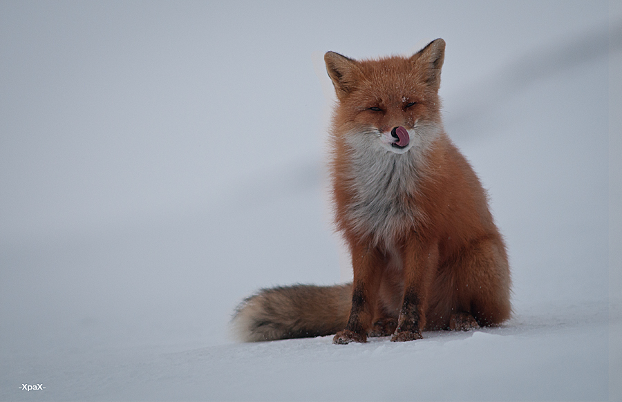 About how the hare left the fox - Photo, Fox, Hare, Winter, Longpost