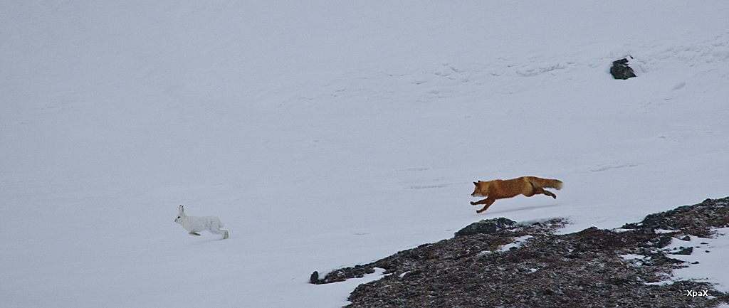 About how the hare left the fox - Photo, Fox, Hare, Winter, Longpost