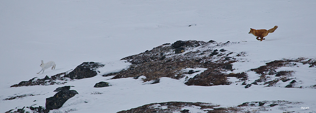 About how the hare left the fox - Photo, Fox, Hare, Winter, Longpost