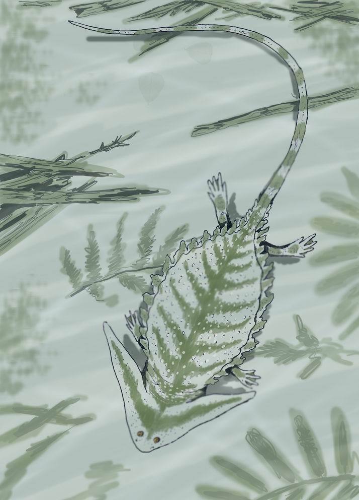 Boomerangosalamander from the Carboniferous - Amphibian, Paleontology, , Longpost