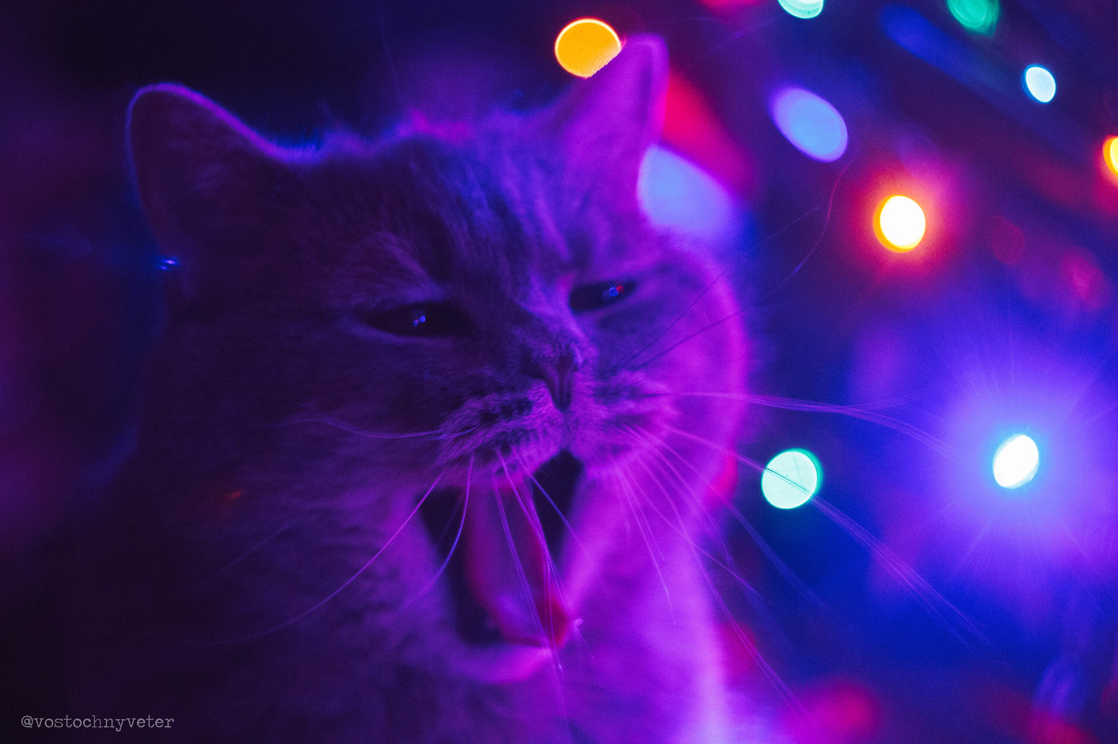 A dream come true: I managed to photograph a yawning cat - My, cat, New Year, British, Yawn, Longpost