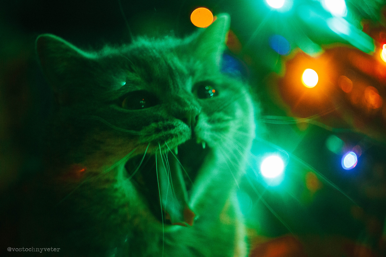 A dream come true: I managed to photograph a yawning cat - My, cat, New Year, British, Yawn, Longpost