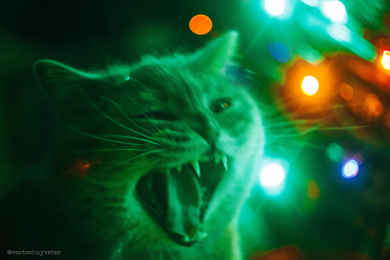 A dream come true: I managed to photograph a yawning cat - My, cat, New Year, British, Yawn, Longpost