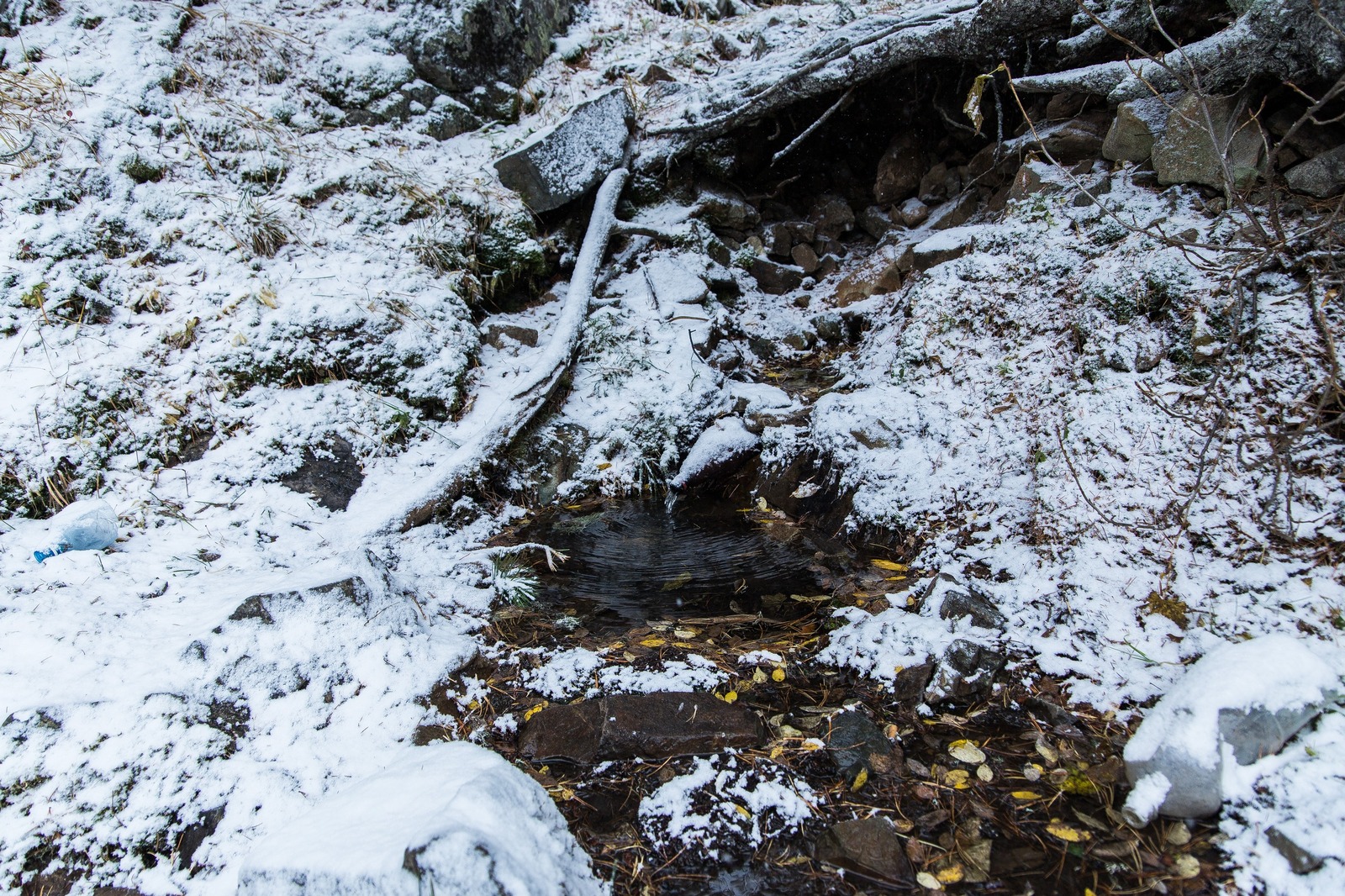 How I lived in the taiga. Part 2. - My, Taiga, Mountain Altai, Nature, Photo, Relaxation, Cones, Longpost, Altai Republic