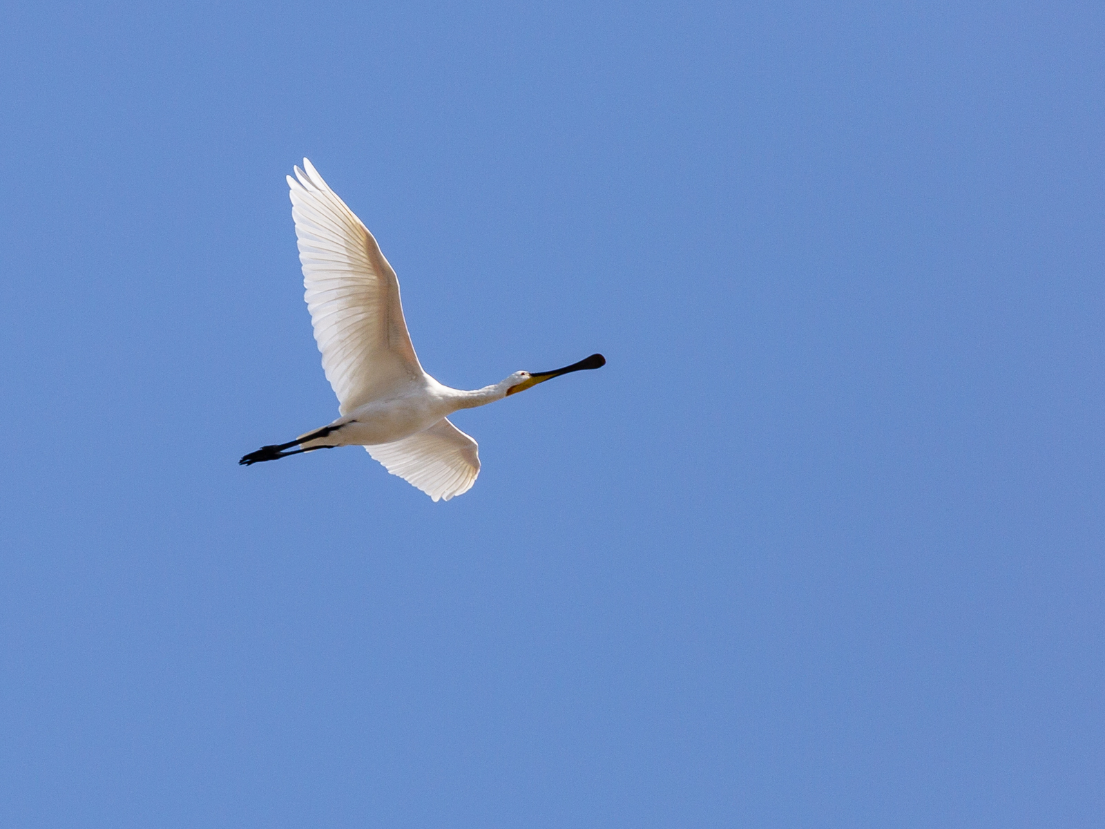 flying spoonbill - My, Photo, Birds