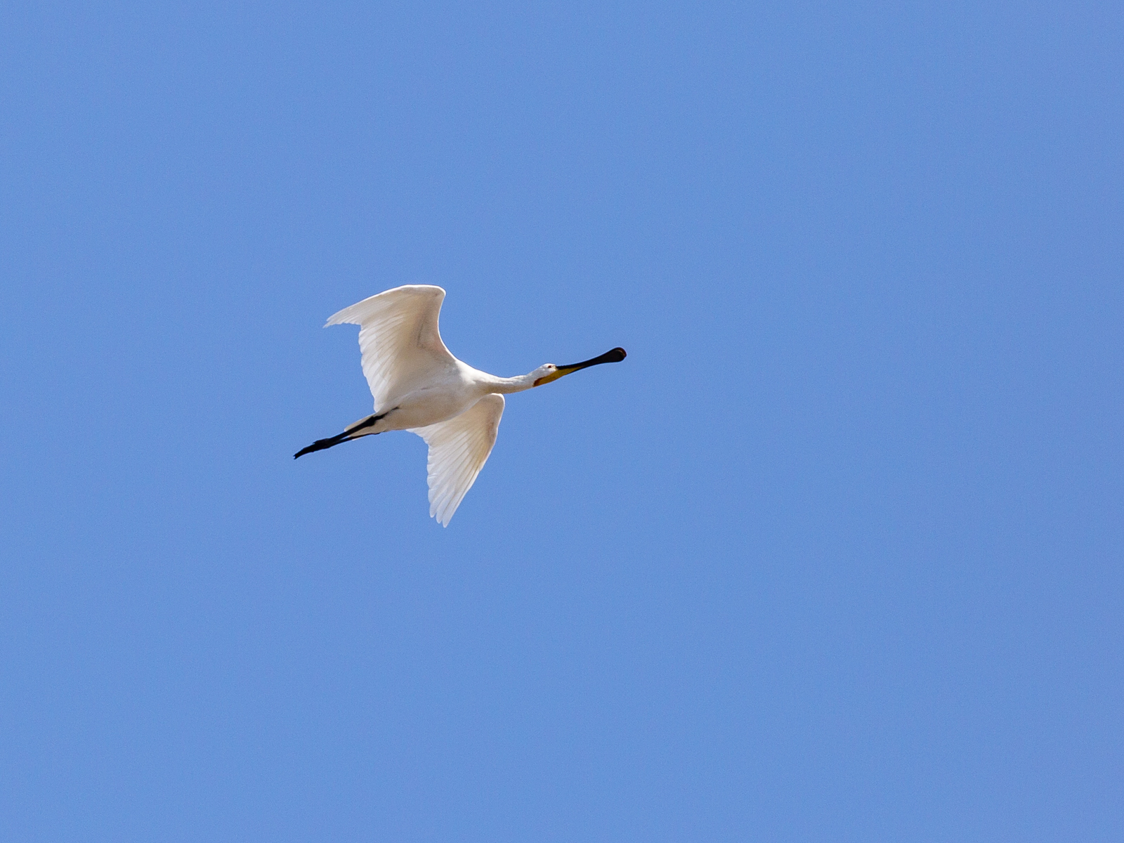 flying spoonbill - My, Photo, Birds