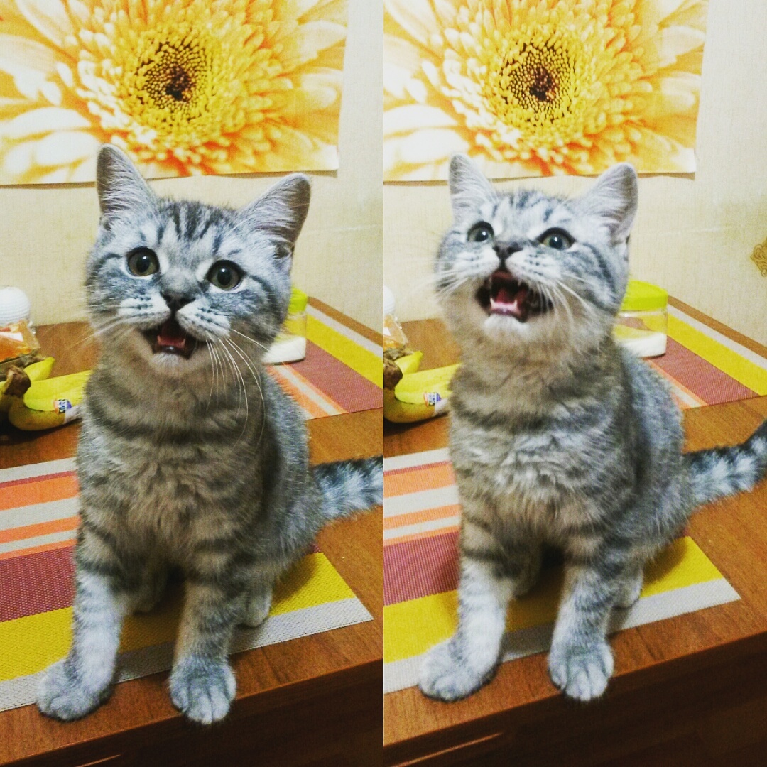 When they said that this food is not for you - My, cat, Meow