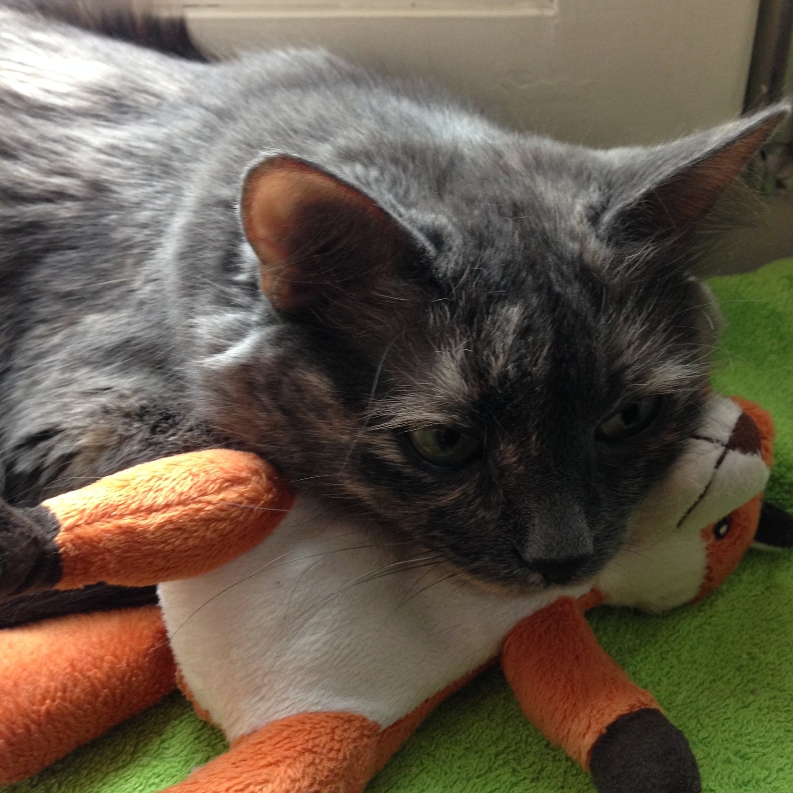 With your favorite toy. :) - My, cat, Toys, Fox, Longpost