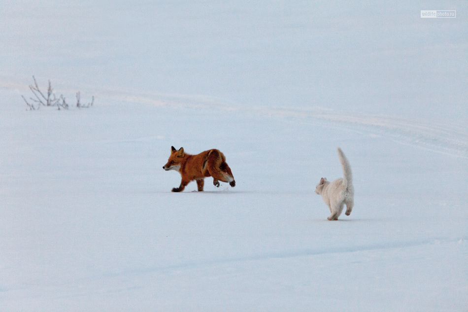 Reserved cat Syoma - Photo, cat, Fox, Kamchatka, Longpost