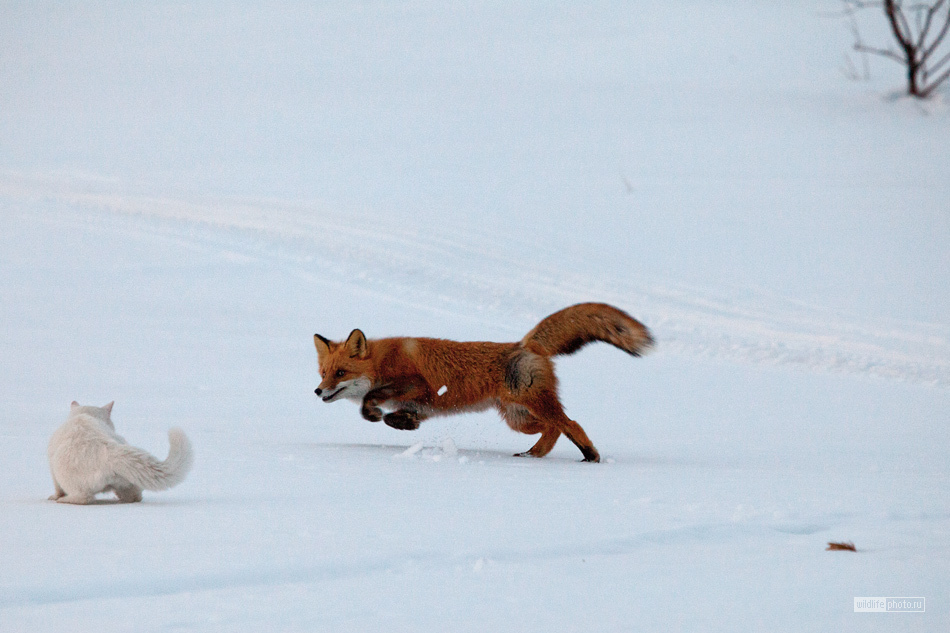 Reserved cat Syoma - Photo, cat, Fox, Kamchatka, Longpost