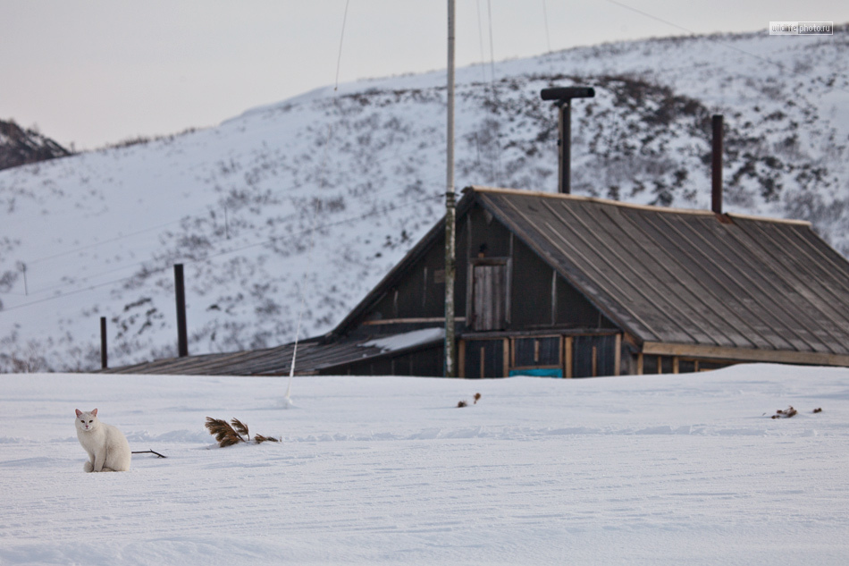 Reserved cat Syoma - Photo, cat, Fox, Kamchatka, Longpost