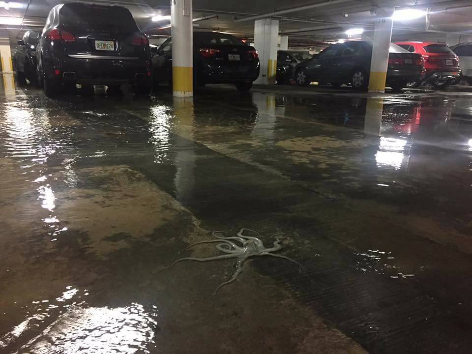 URURU.. - Flood, Underground parking