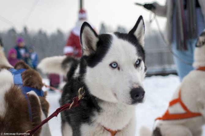 Santa Claus and Husky - Sergiev Posad, Husky House, Husky, Father Frost, Children, Riding sports