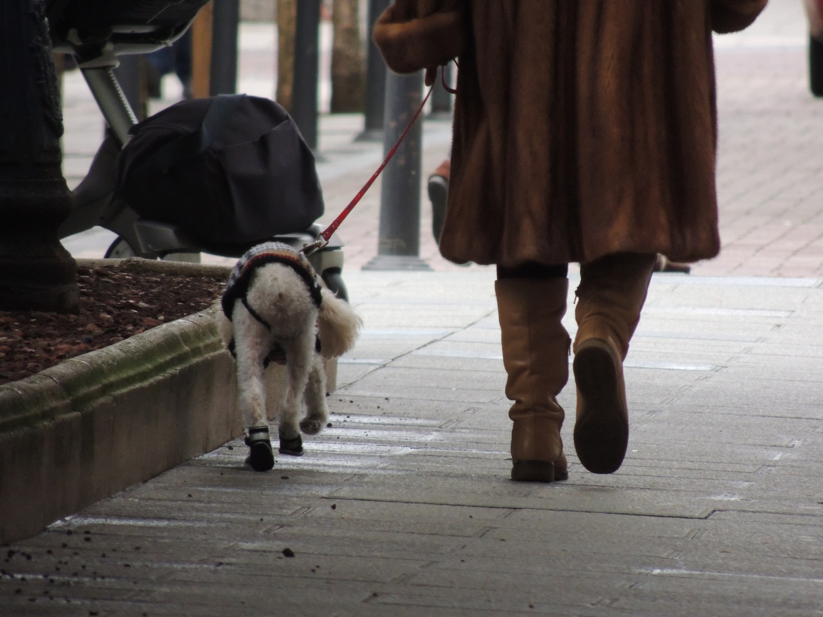 Cute couple - My, Dog, Shoes, Walk