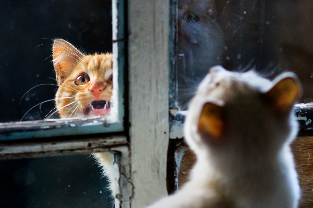 Date at the window - Photo, cat, Window, Date, Longpost