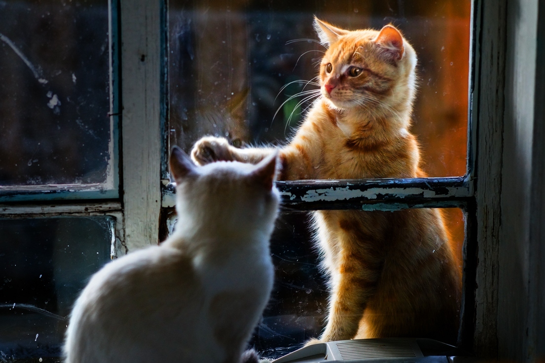 Date at the window - Photo, cat, Window, Date, Longpost