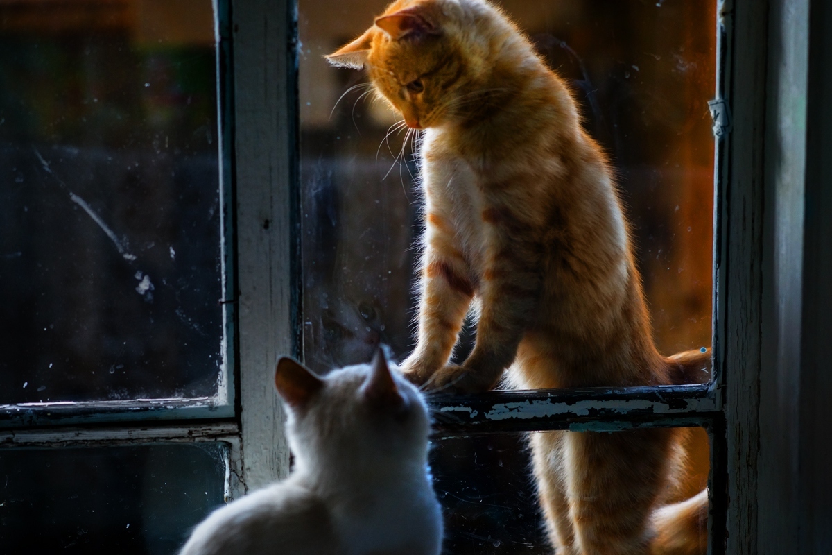 Date at the window - Photo, cat, Window, Date, Longpost