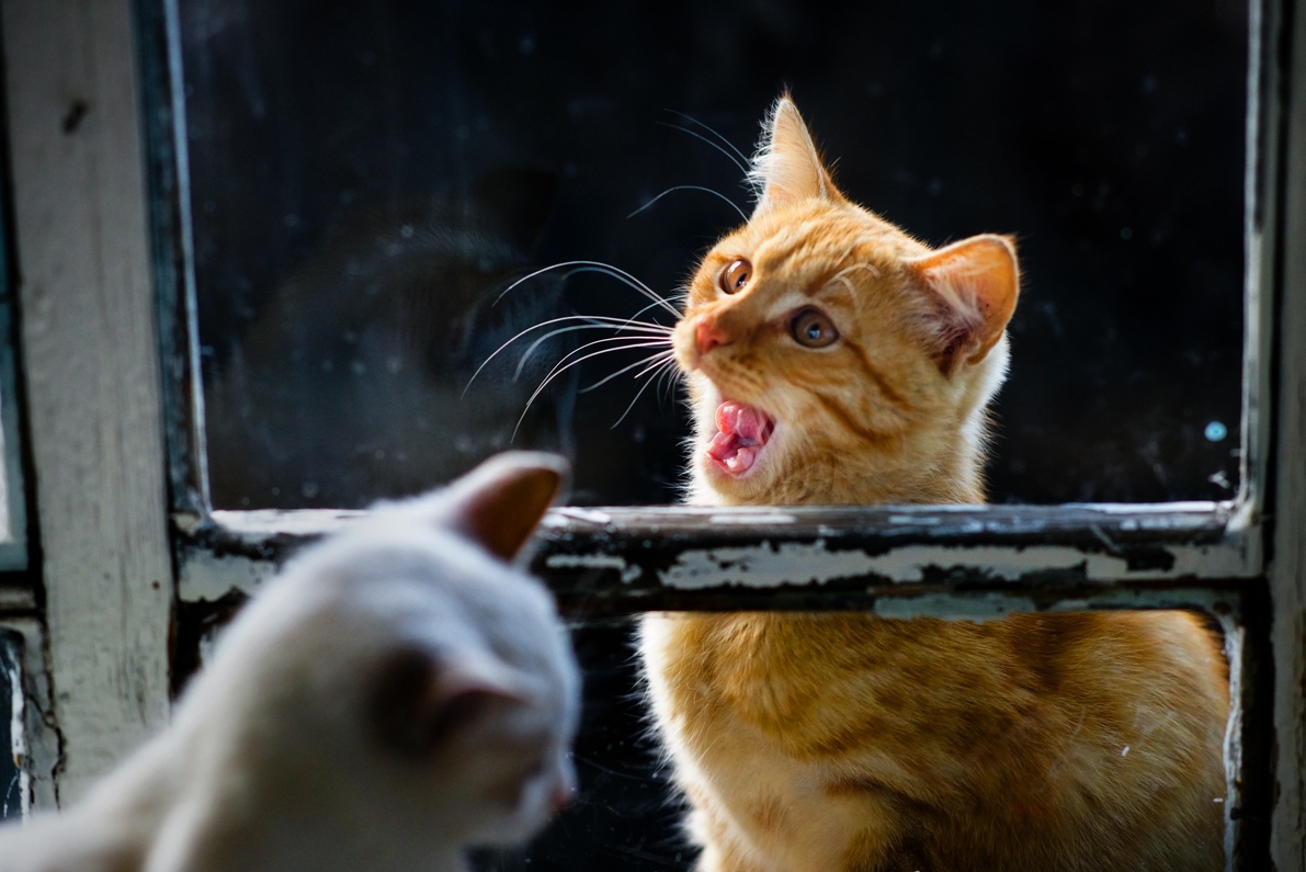 Date at the window - Photo, cat, Window, Date, Longpost