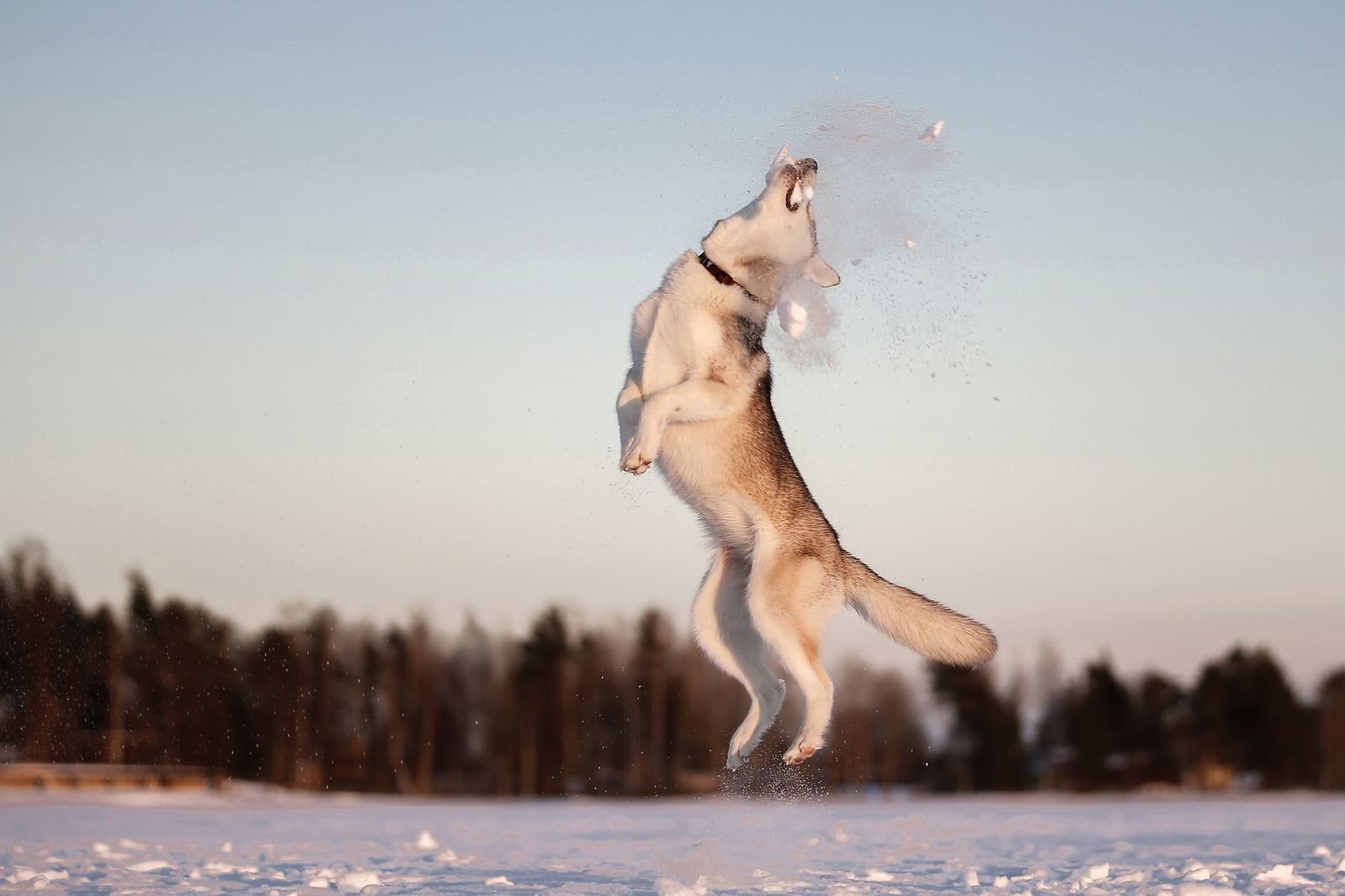 Snowballs - Photo, Dog, Husky, Winter, Snowballs, Snow, Longpost