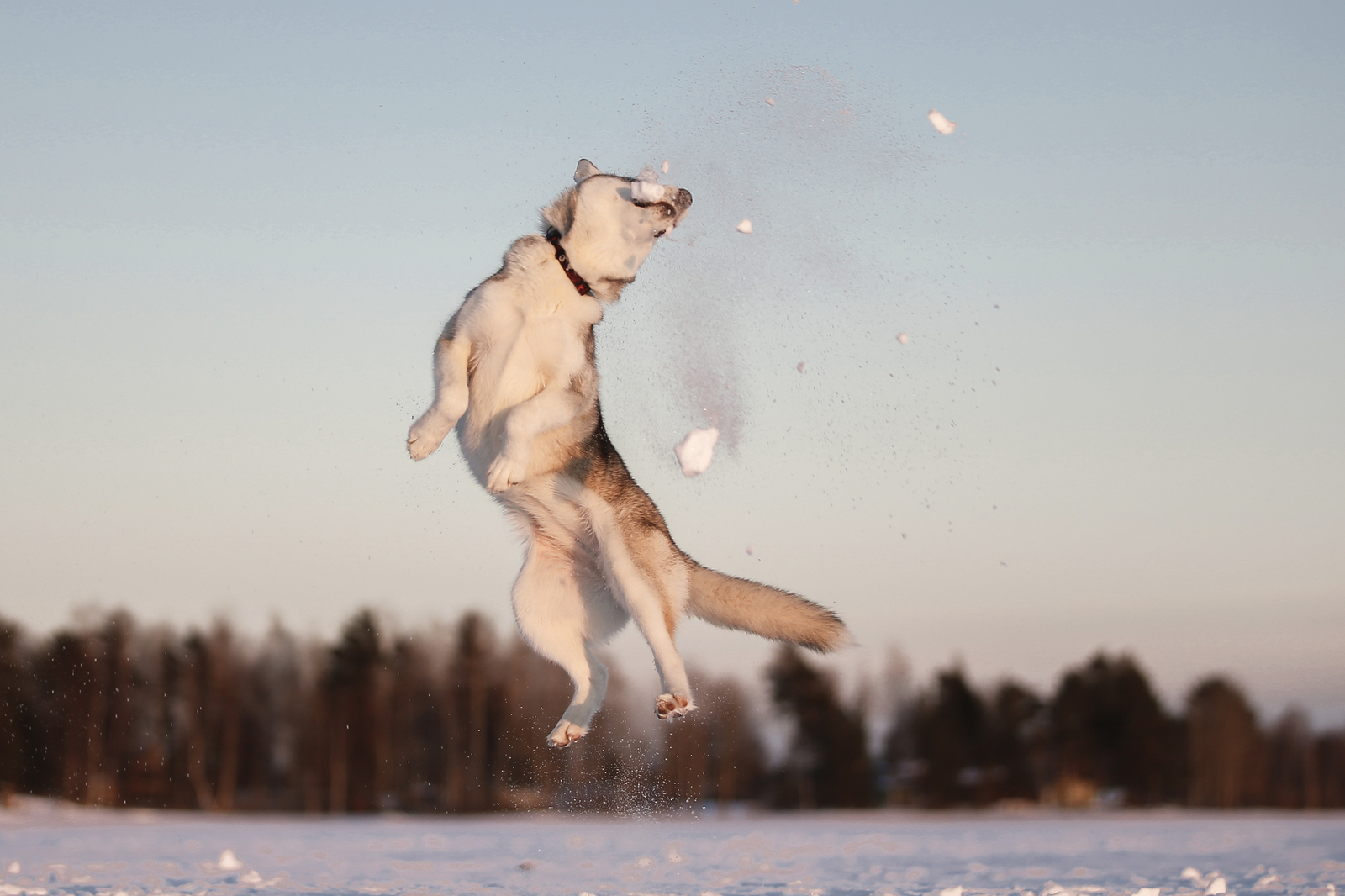 Snowballs - Photo, Dog, Husky, Winter, Snowballs, Snow, Longpost