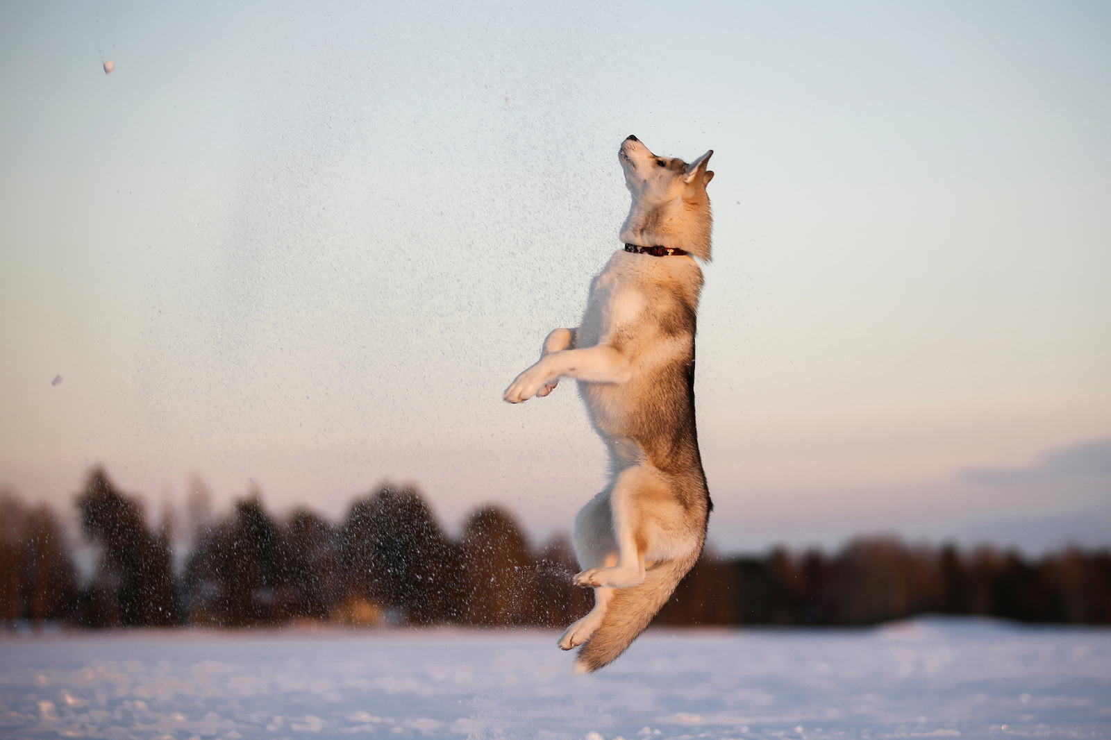 Snowballs - Photo, Dog, Husky, Winter, Snowballs, Snow, Longpost