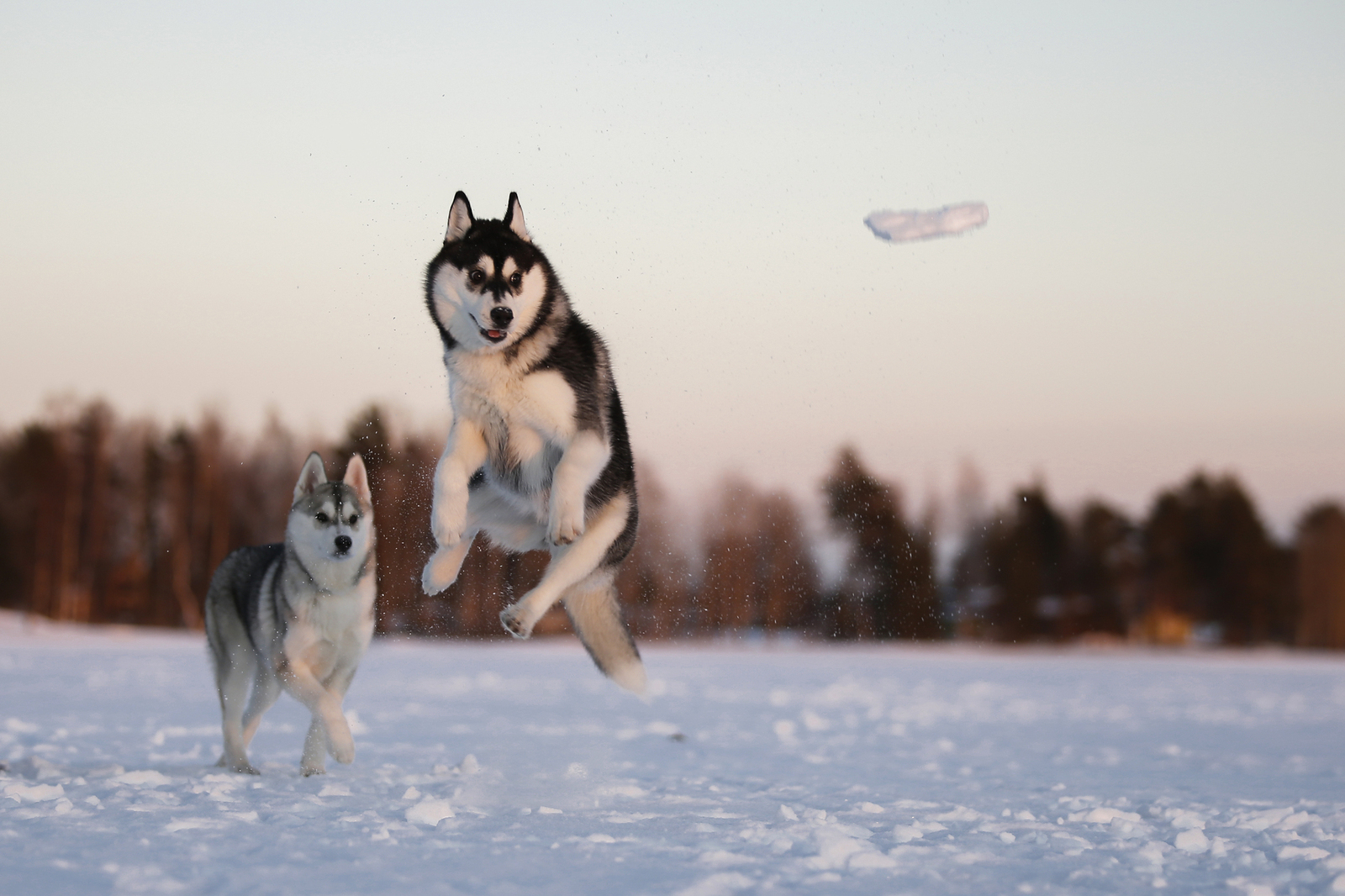 Snowballs - Photo, Dog, Husky, Winter, Snowballs, Snow, Longpost