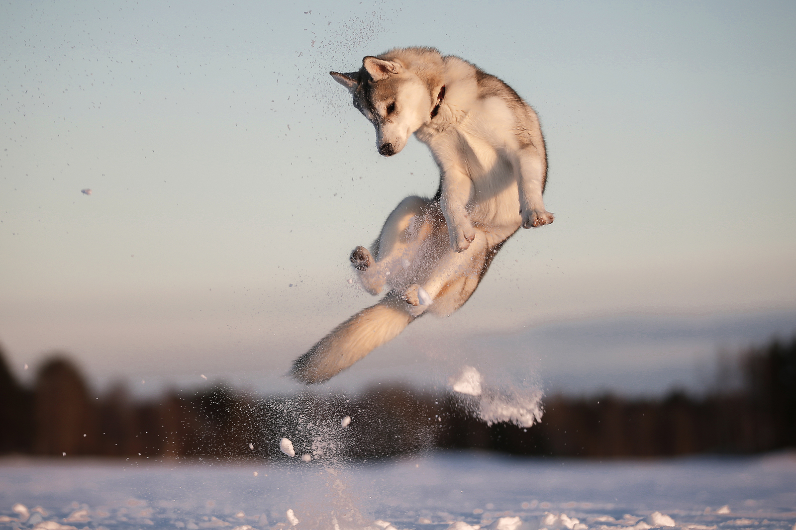 Snowballs - Photo, Dog, Husky, Winter, Snowballs, Snow, Longpost