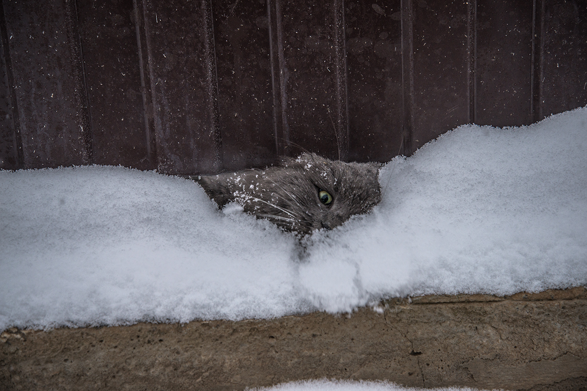 What did you call me? - Photo, cat, Fence, Winter